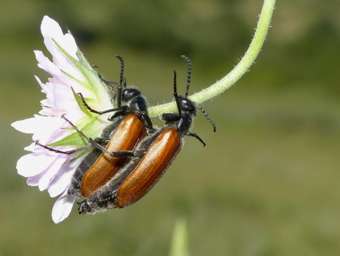 Posso farlo anche senza mani